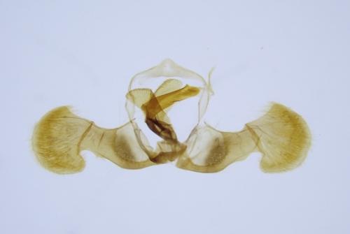 Réf. 318 942 : Dichrorampha aeratana